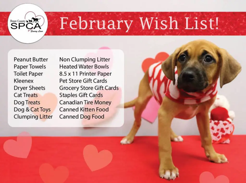 list of items for donation to the SPCA in Brantford with a cute puppy donning valentines day style vest looking like it needs some treats