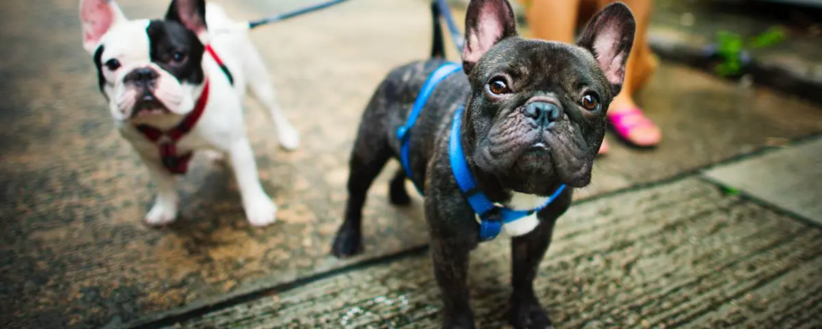 brantford-spca-the-munir group