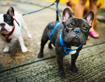 brantford-spca-the-munir group