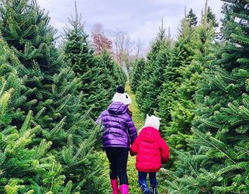 cutting your own christmas trees in brantford