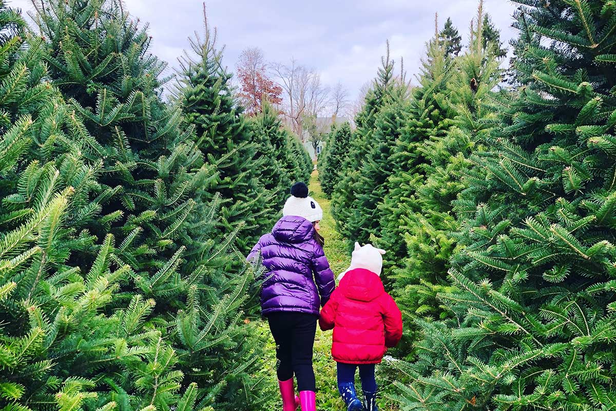 Cutting Your Own Christmas Tree in Brantford The Munir Group